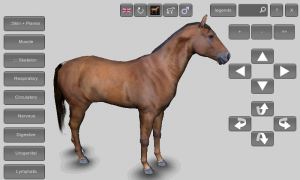 3D Horse Anatomy Software 1